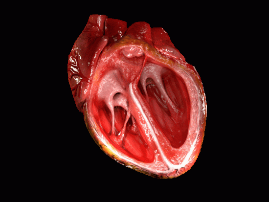Heart (Human Anatomy): Overview, Function & Structure | Biology