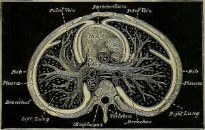 Heart and lungs