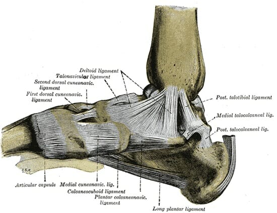 bottom of foot diagram tendons