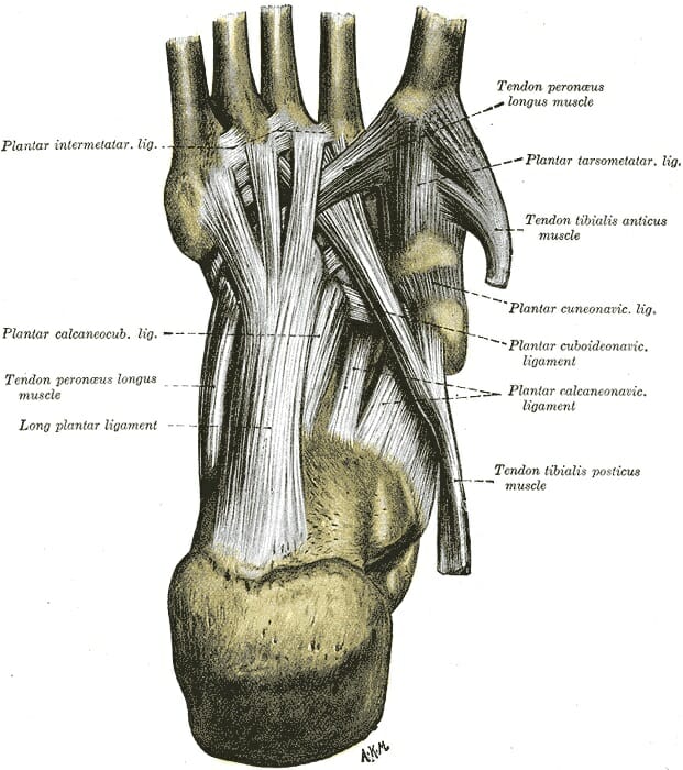 tendon on the bottom of your foot