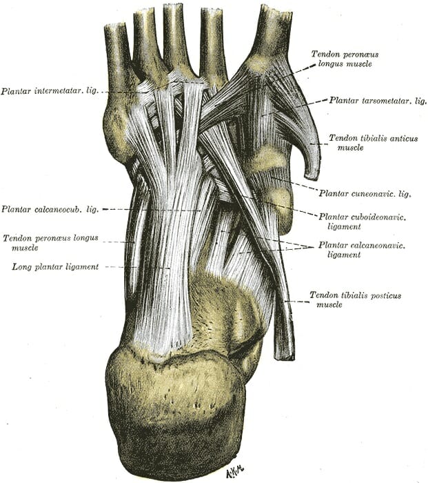 tendon under foot