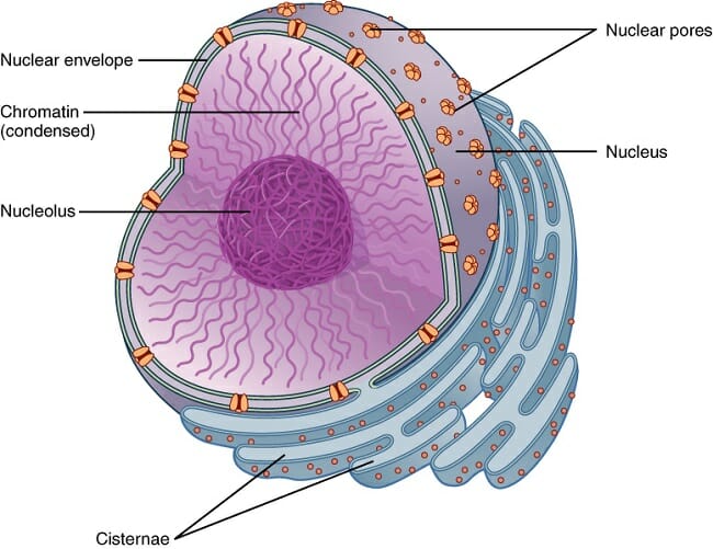 nucleoplasm plant cell