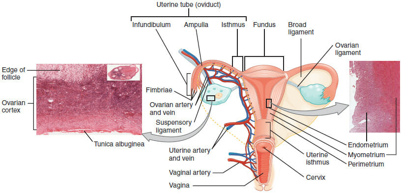 ovary diagram labeled