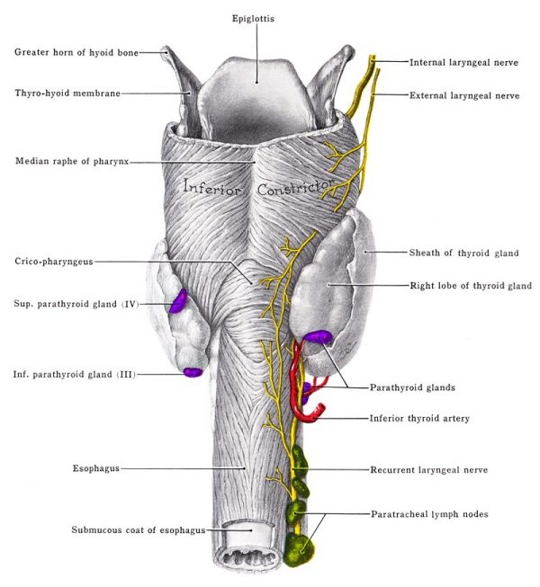 Parathyroid Gland - Definition, Function & Location | Biology Dictionary