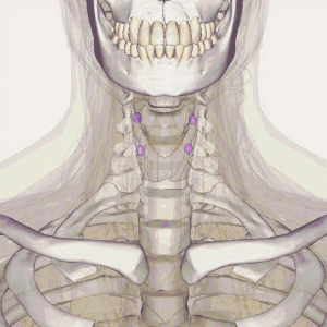 Parathyroid glands location