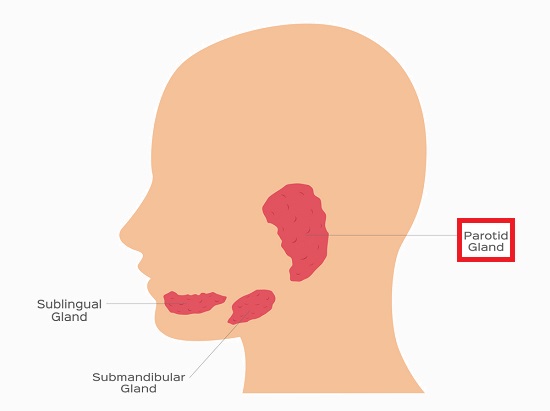 Parotid Gland Definition Function And Location Biology Dictionary