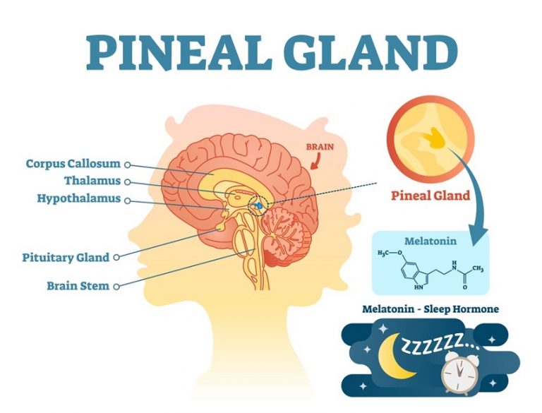Pineal Gland Definition, Function and Location Biology Dictionary