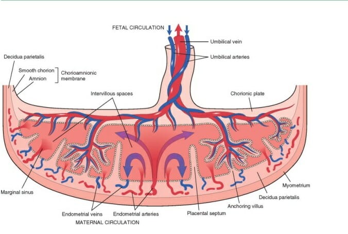 what is placenta