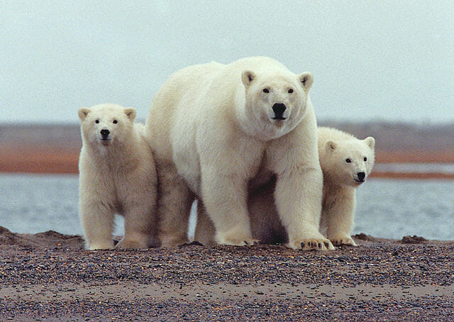 polar bears in the tundra biome