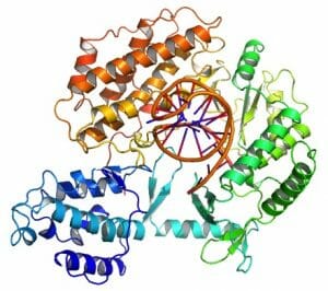 Telomerase protein