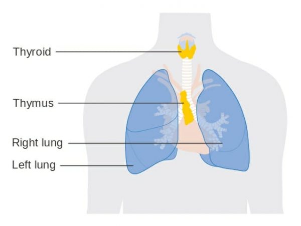 Thymus Gland - Definition, Function and Location | Biology Dictionary