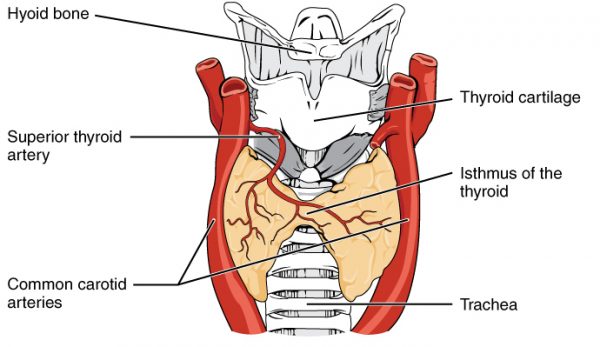 Thyroid Gland - Definition, Function and Location | Biology Dictionary