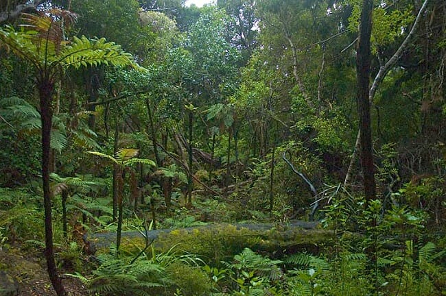 Biotic Factors of the Tropical Rainforest