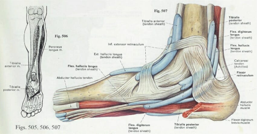 foot tendon anatomy diagram