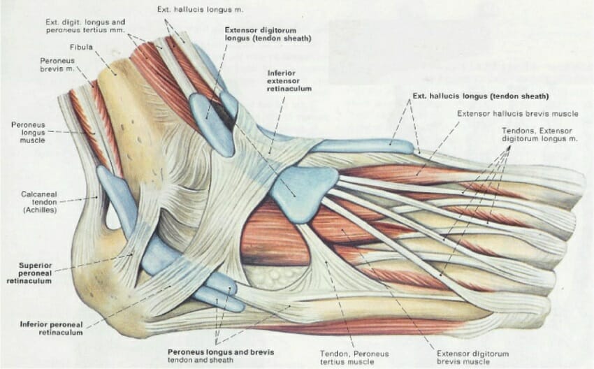 Foot Bone Chart