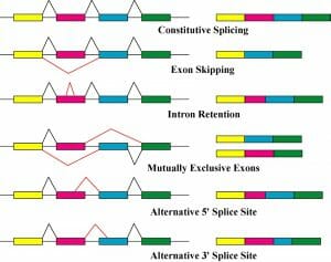 Alternative splicing