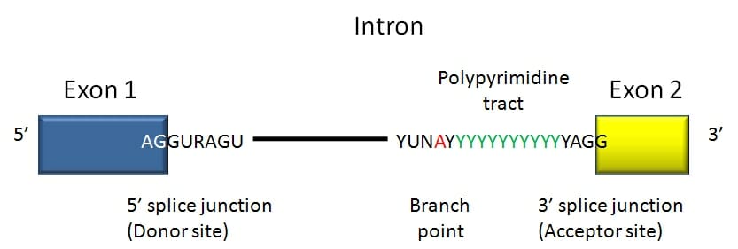 how to identify exon and intron in sequence bioedit