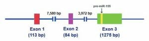 Mir-155 gene