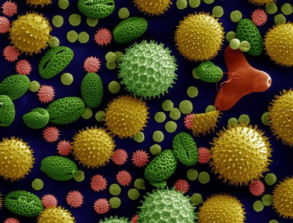Pollen - Definition, Structure and Formation | Biology Dictionary