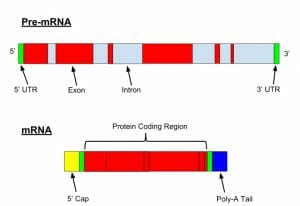 Pre-mRNA