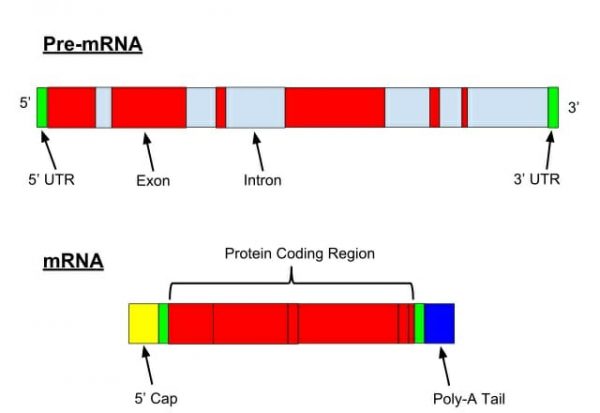 Intron - Definition, Function and Structure | Biology Dictionary