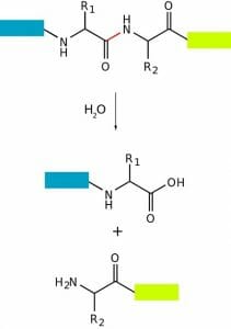 Proteolysis