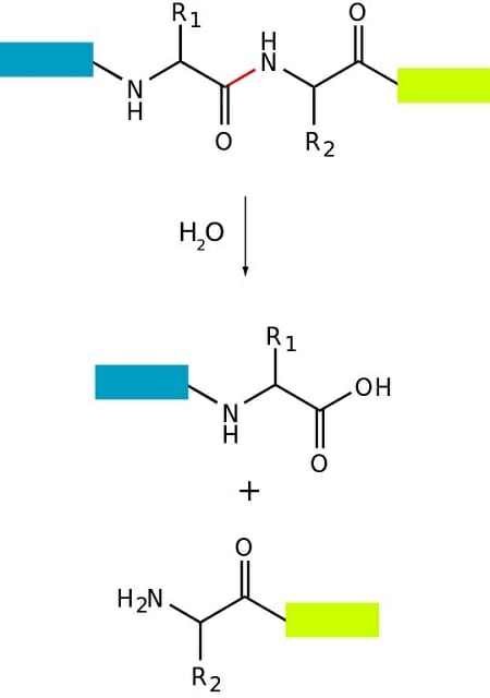 Proteolysis - Definition, Structure and Function | Biology Dictionary