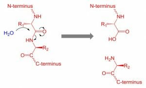 Proteolysis_uncat