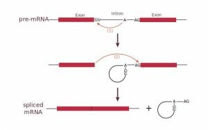 RNA splicing reaction