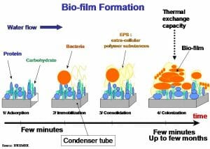 The formation of a biofilm in vitro