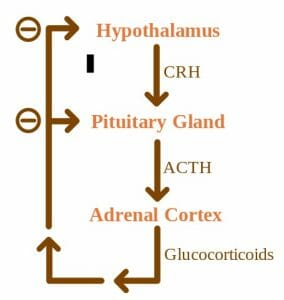 ACTH Negative Feedback