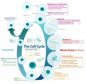 Animal cell cycle