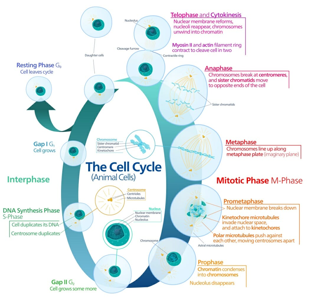 How Does Cell Division Solve the Problem of Increasing ...