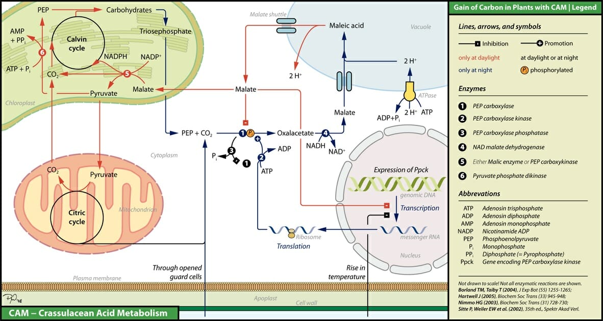 malic acid cam plants