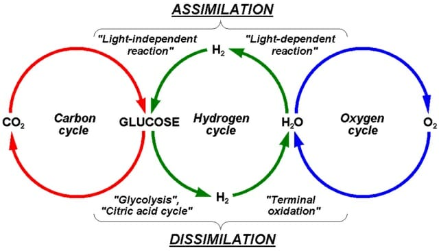 simple diagram of the oxygen cycle