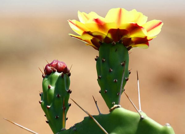 how-is-a-cam-plant-suited-to-its-environment-biology-dictionary