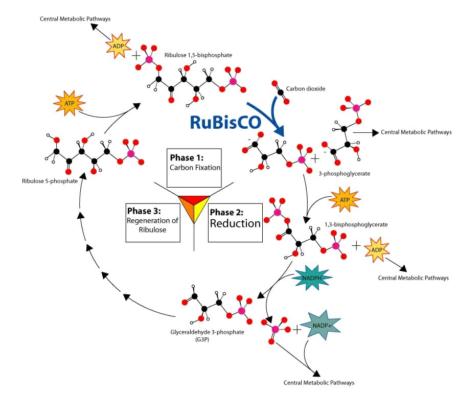 carbon fixation diagram