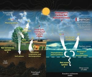 How Are Oceans Involved in the Carbon Cycle | Biology Dictionary