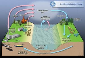 Carbon cycle full