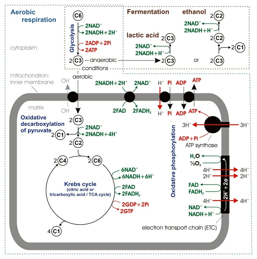 mitochondrion-definition-structure-and-function-biology-dictionary