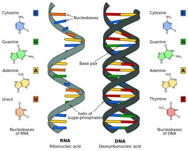 Comparison of DNA and RNA