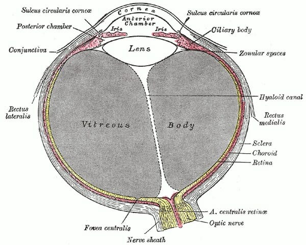 Human eye, Definition, Anatomy, Diagram, Function, & Facts