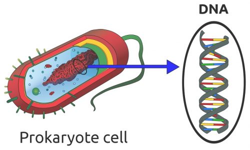 DNA in prokaryote cell