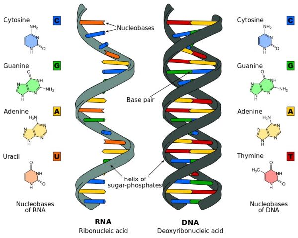 Nucleic Acid - Definition, Function and Examples | Biology Dictionary