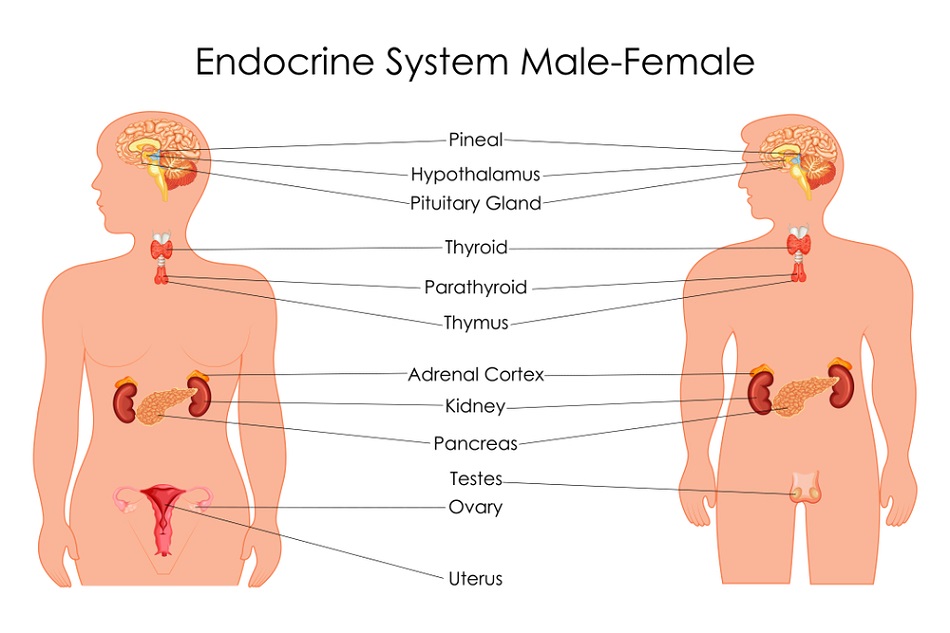 Endocrine System Table Chart