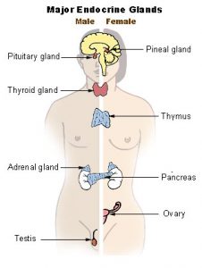 Endocrine system