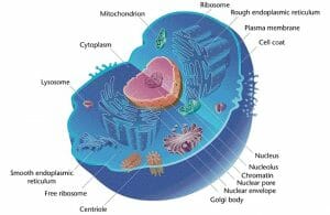 Eukaryotic Cell (animal)