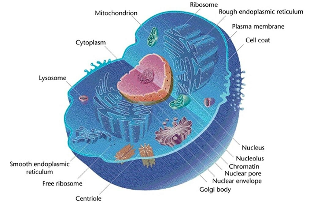 Mitochondrion: Definition, Structure and Function | Biology Dictionary