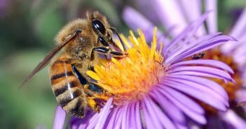 Difference between Mutualism and Commensalism European honey bee extracts nectar