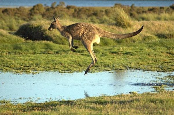 Bipedal Locomotion | Biology Dictionary